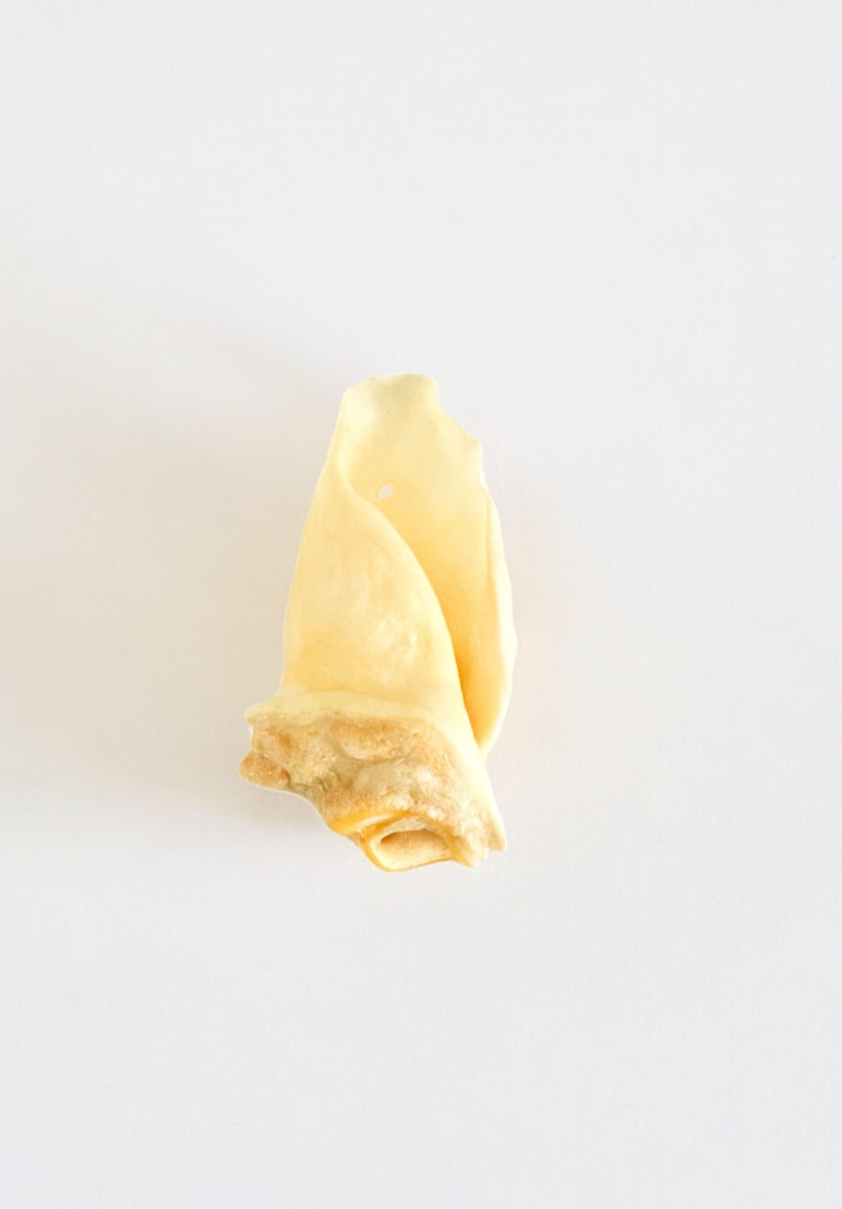 Oreilles de boeuf // Paquet de 10